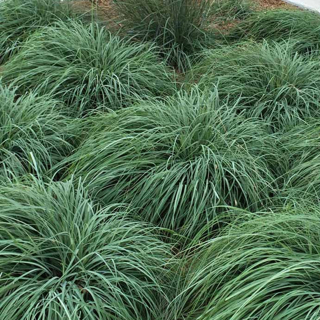 Carex flacca – Blue Sedge