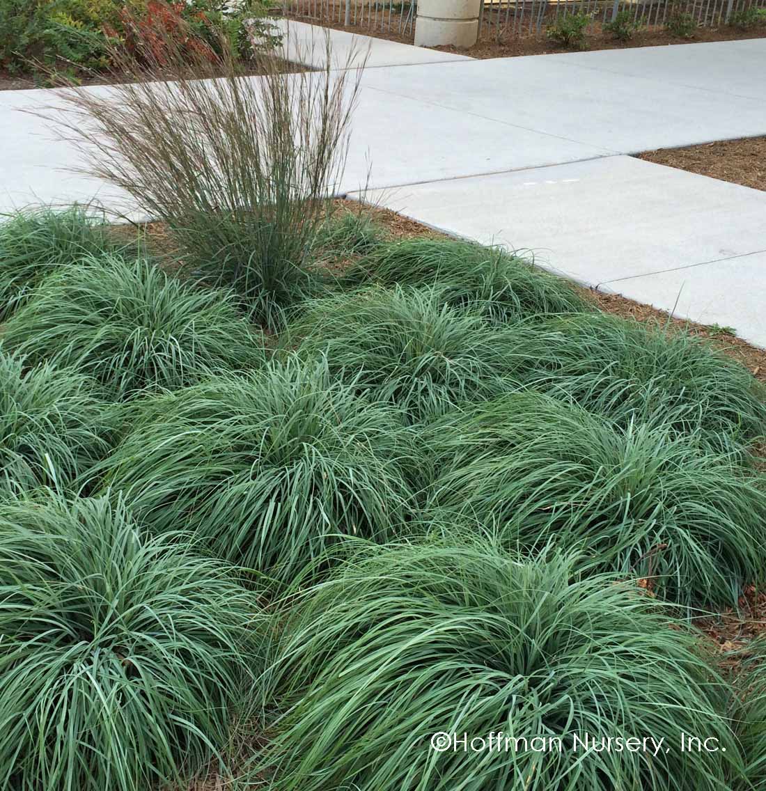 CAREX flacca (syn. C. glauca) (Available Now)