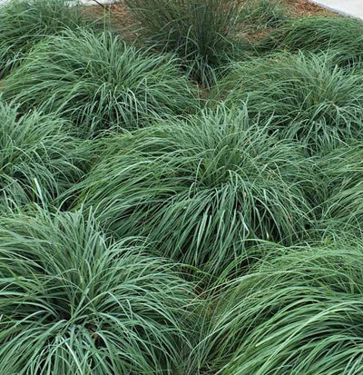 Carex flacca – Blue Sedge