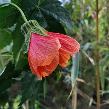 ABUTILON x hybridum 'Tangerine' (Available Now)