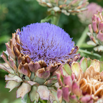 ARTICHOKE 'Tavor' (Available Now)