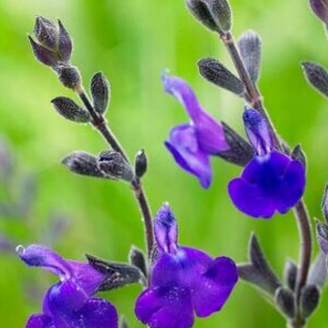 Salvia greggii 'Blue Note' – Autumn Sage