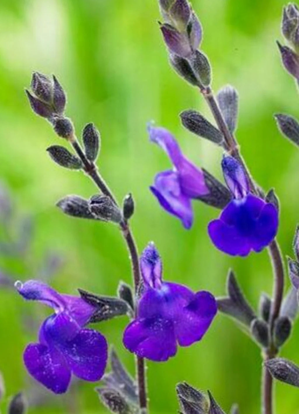 Salvia greggii 'Blue Note' – Autumn Sage