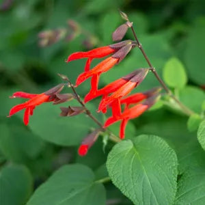 SALVIA gesneriiflora 'Mole Pablano' (Available Now)