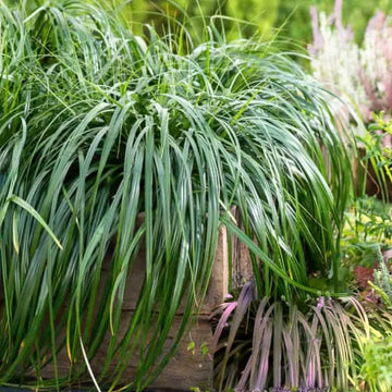 CAREX 'Ribbon Falls' (Sedge Grass)