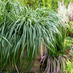 CAREX 'Ribbon Falls' (Sedge Grass)