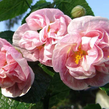 ABUTILON 'Double Pink' (Available Now)