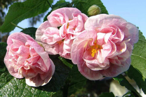 ABUTILON 'Double Pink' (Available Now)