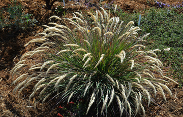 CALAMAGROSTIS nutkaensis x foliosa 'Little Nootka'