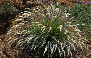 Calamagrostis nutkaensis x foliosa 'Little Nootka' – Reed Grass