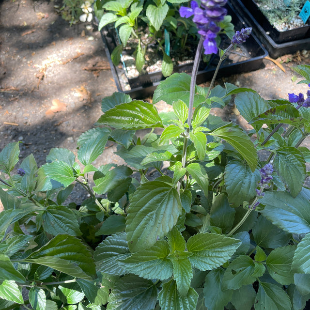 Salvia 'Indigo Spires' – Indigo Spires Sage Perennial