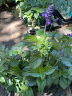 Salvia 'Indigo Spires' – Indigo Spires Sage Perennial