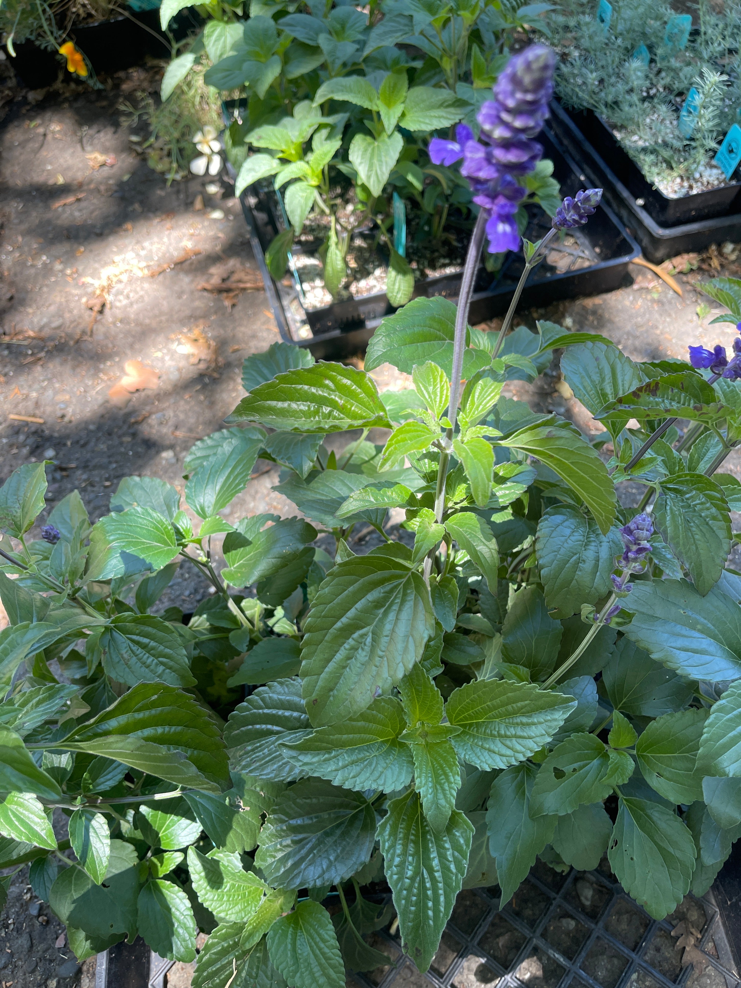 Salvia 'Indigo Spires' – Indigo Spires Sage Perennial