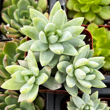 Sedeveria 'Blue Burrito' – Succulent