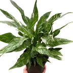 SPATHIPHYLLUM wallisii variegated "Peace Lily"