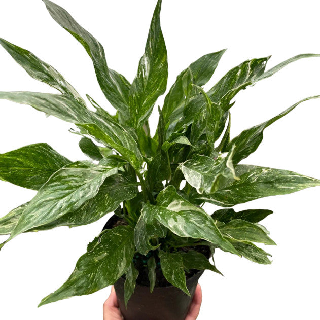 SPATHIPHYLLUM wallisii variegated "Peace Lily"