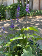 Salvia 'Indigo Spires' – Indigo Spires Sage Perennial