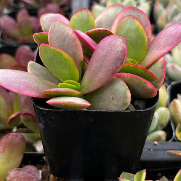 Crassula platyphylla – Pink Jade Succulent