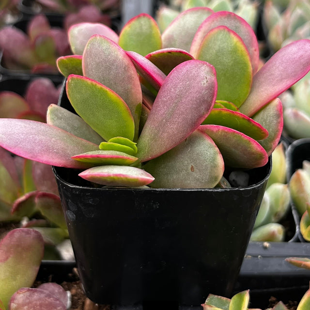 Crassula Platyphylla Pink Jade