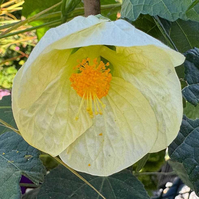 ABUTILON hybrid 'Lemon Sorbet' plant for sale online