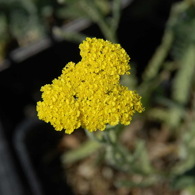 Achillea 'Moonshine' – Yarrow