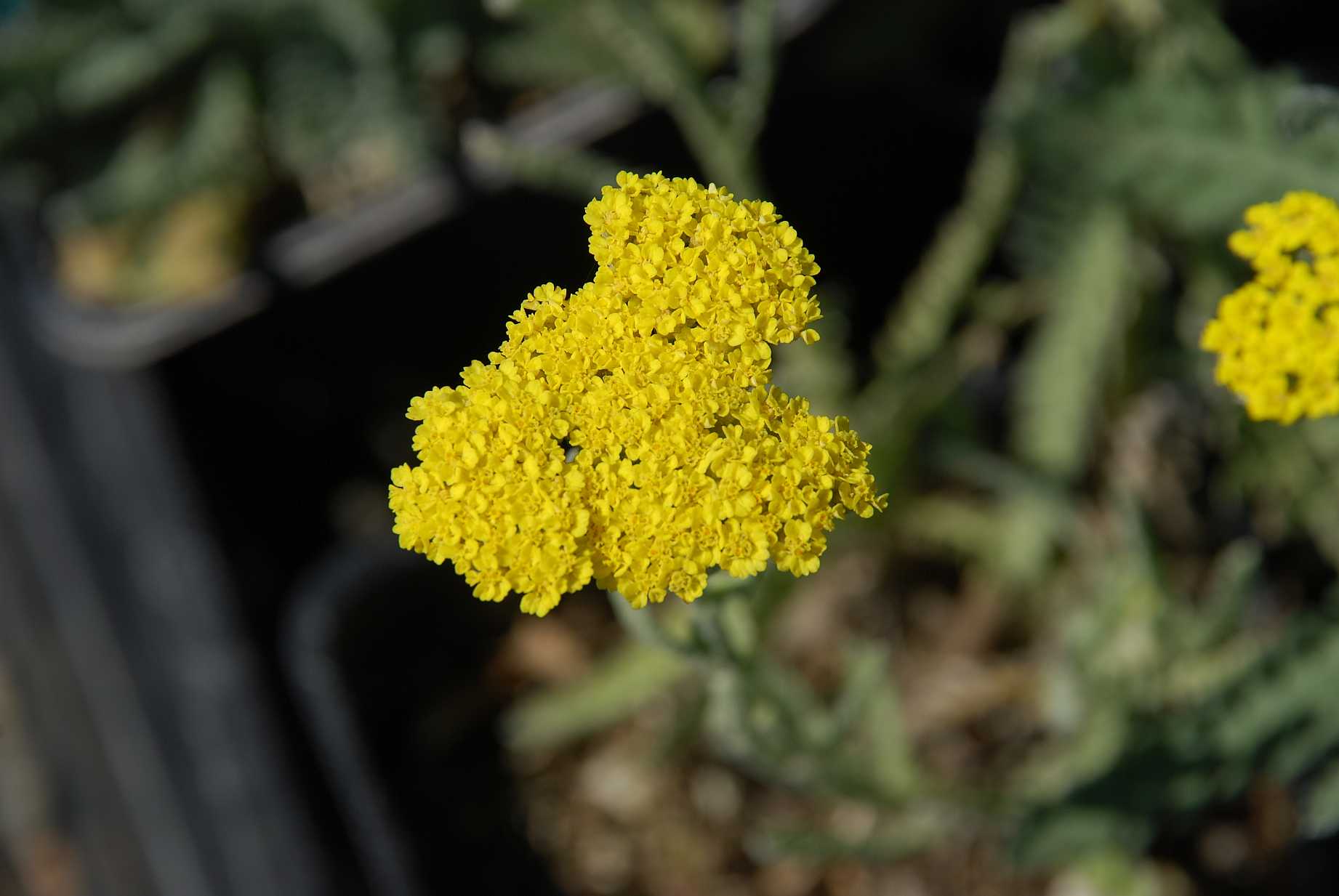 Achillea 'Moonshine' – Yarrow
