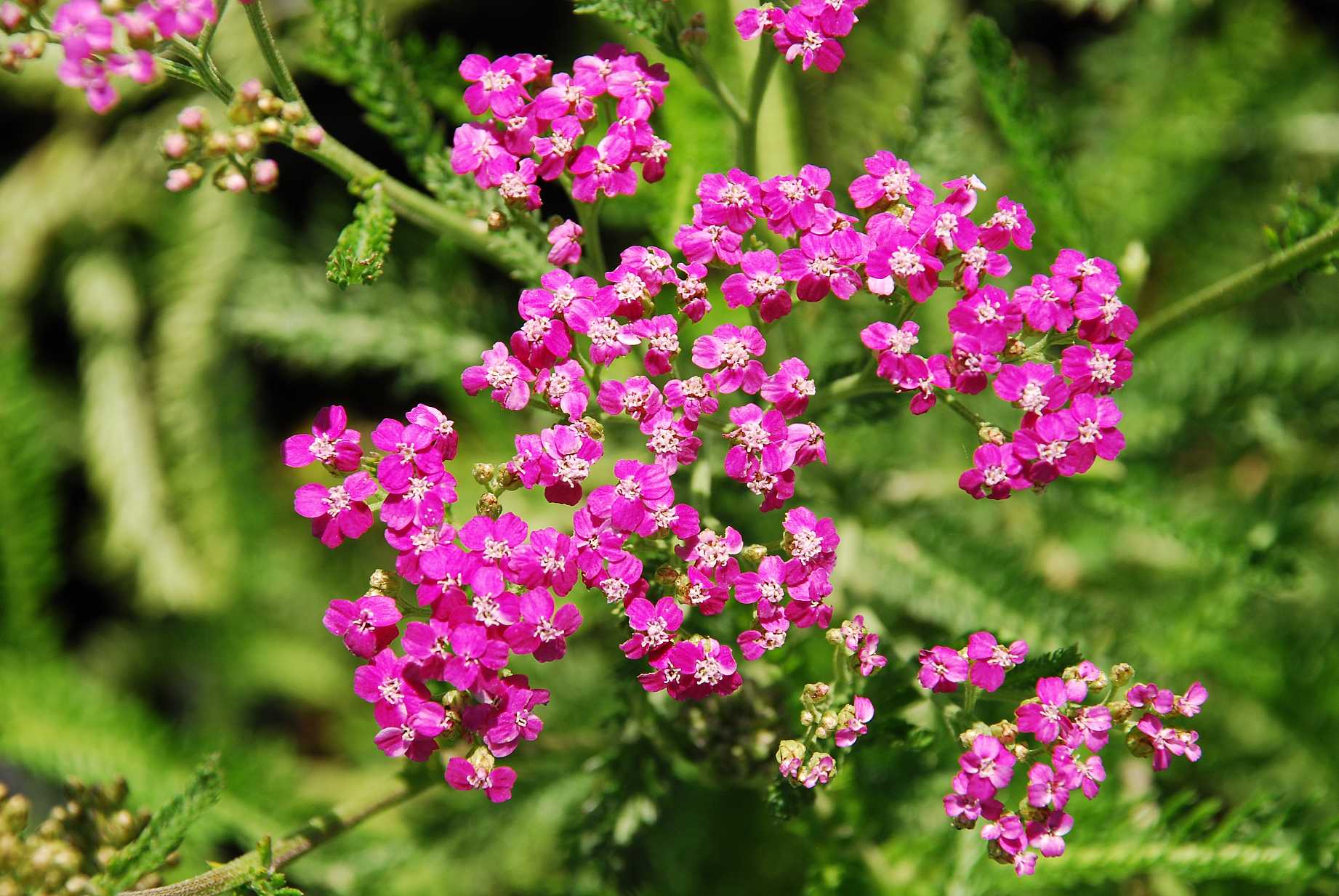 Achillea millefolium 'Island Pink' (syn. A. mill. x borealis 'Pink Island Form') – Island Yarrow