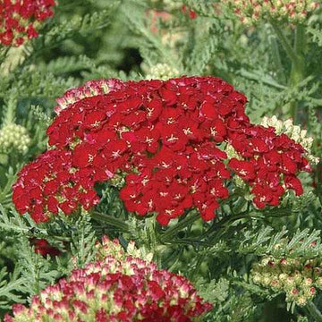 ACHILLEA millefolium Tutti Frutti 'Pomegranate'