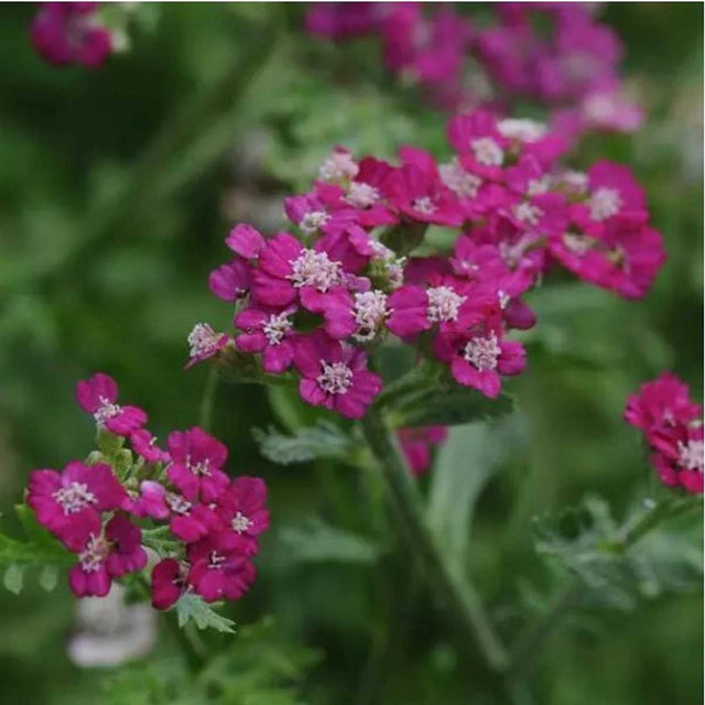 ACHILLEA millefolium 'New Vintage Violet' (New Vintage Series) plant for sale online