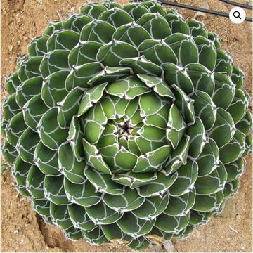 Agave victoriae-reginae – Queen Victoria Century Plant (Royal Agave)