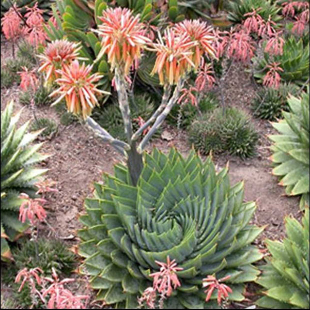 Aloe polyphylla 'Swirl' – Spiral Aloe