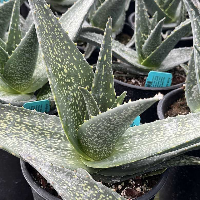 Aloe tomentosa – Hairy Green Aloe