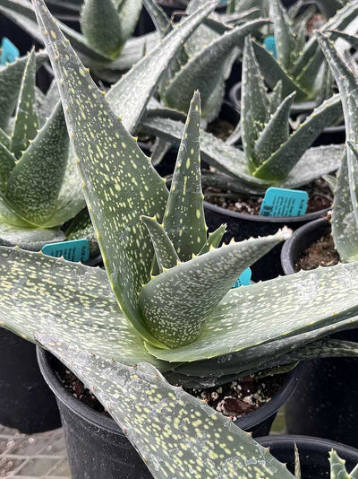 Aloe tomentosa – Hairy Green Aloe