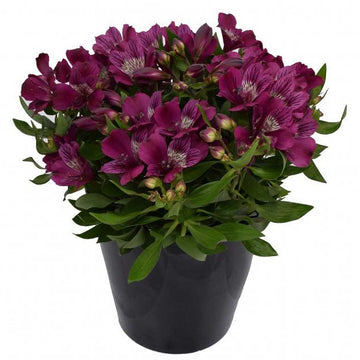 Alstroemeria 'Inca Noble' – Peruvian Lily (Inca Lily)