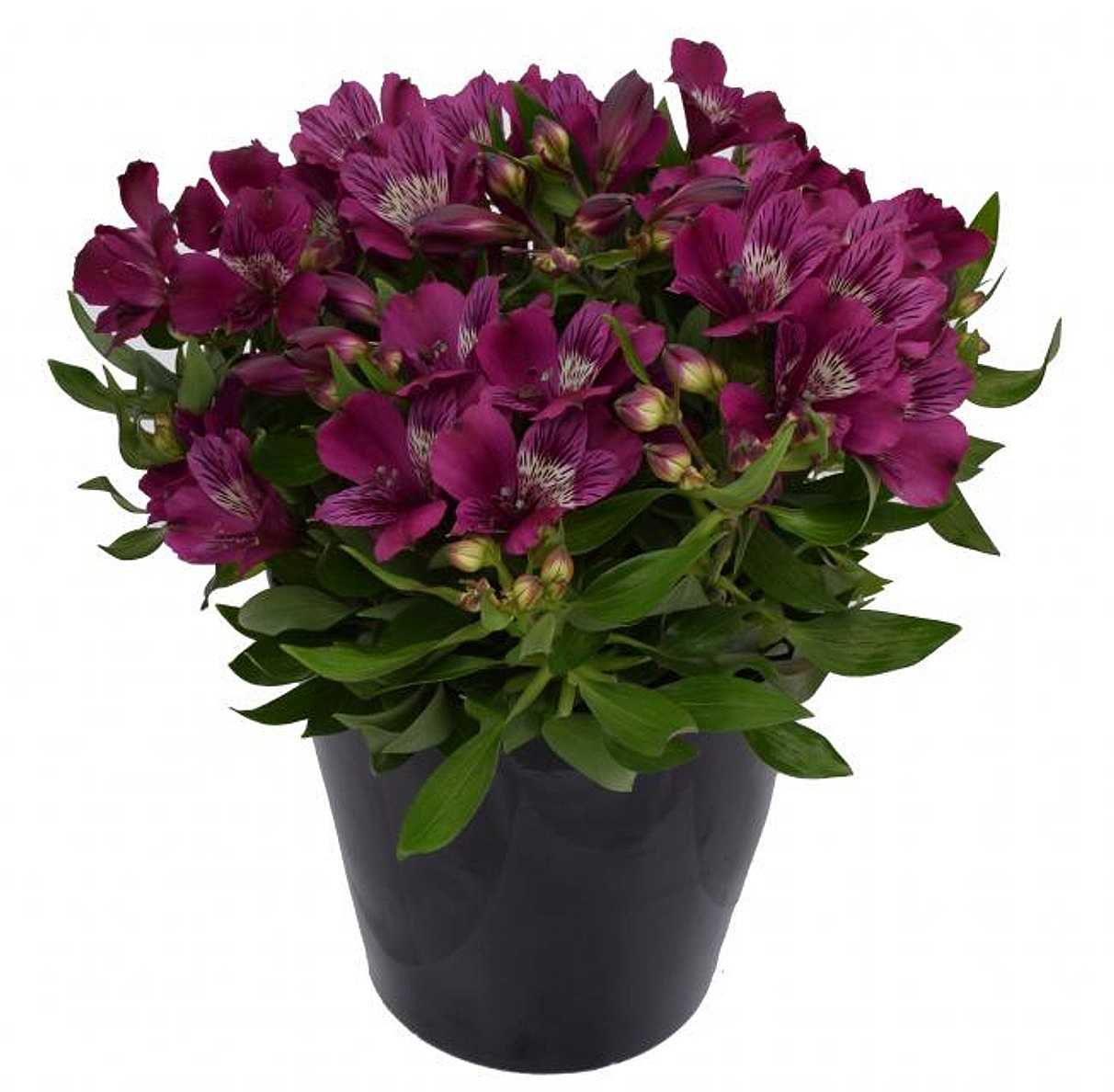 Alstroemeria 'Inca Noble' – Peruvian Lily (Inca Lily)