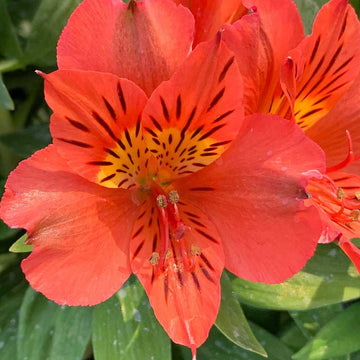 Alstroemeria 'Princess Eliane Orange' – Princess Lily