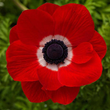 Anemone coronaria 'Harmony Scarlet' – Poppy-Flowered Anemone