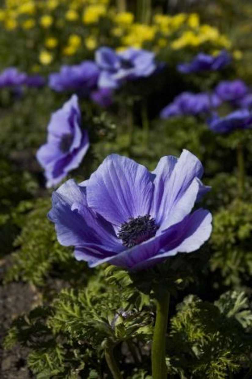 Anemone 'Mona Lisa Deep Blue' – Poppy-Flowered Anemone