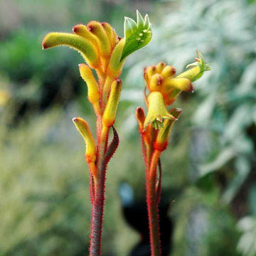 ANIGOZANTHOS 'Bush Tenacity' (Bush Gems Series)