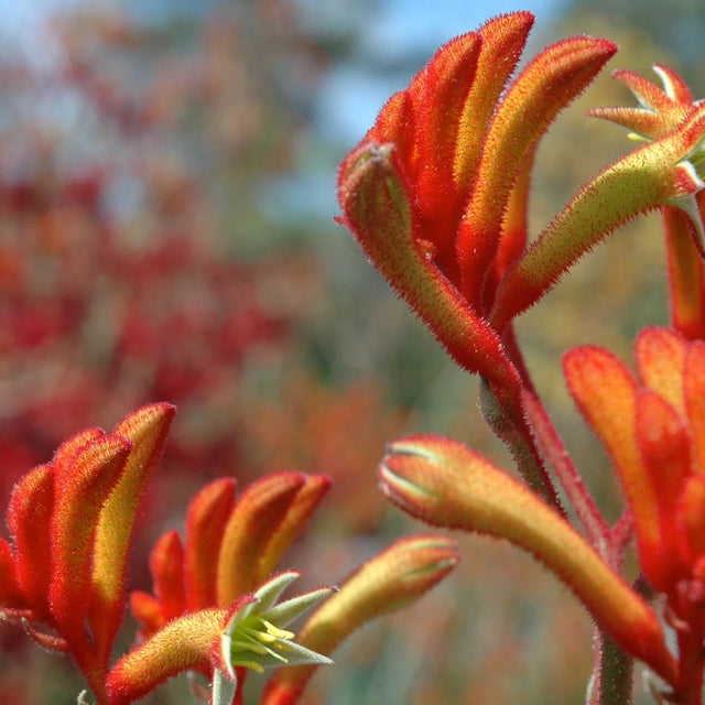 Anigozanthos flavidus hybrid 'Landscape Tangerine' – Kangaroo Paw