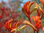 ANIGOZANTHOS flavidus hybrid 'Landscape Tangerine' (Landscape Series)