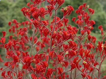 ANIGOZANTHOS flavidus hybrid 'Landscape Scarlet' (Landscape Series) Kangaroo Paw, Joey Paws