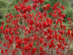 ANIGOZANTHOS flavidus hybrid 'Landscape Scarlet' (Landscape Series) Kangaroo Paw, Joey Paws