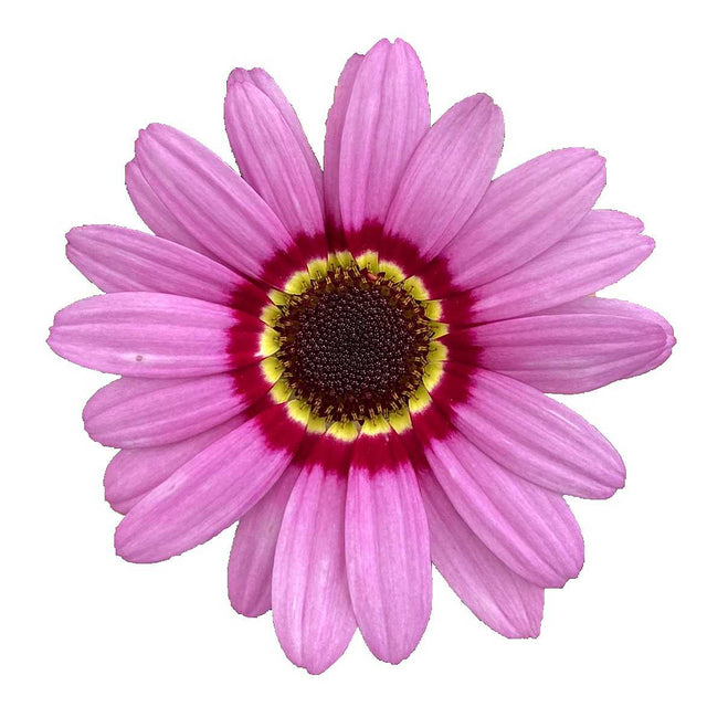 Marguerite Daisy 'Grandaisy Pink Halo' – live perennial, deer & drought resistant