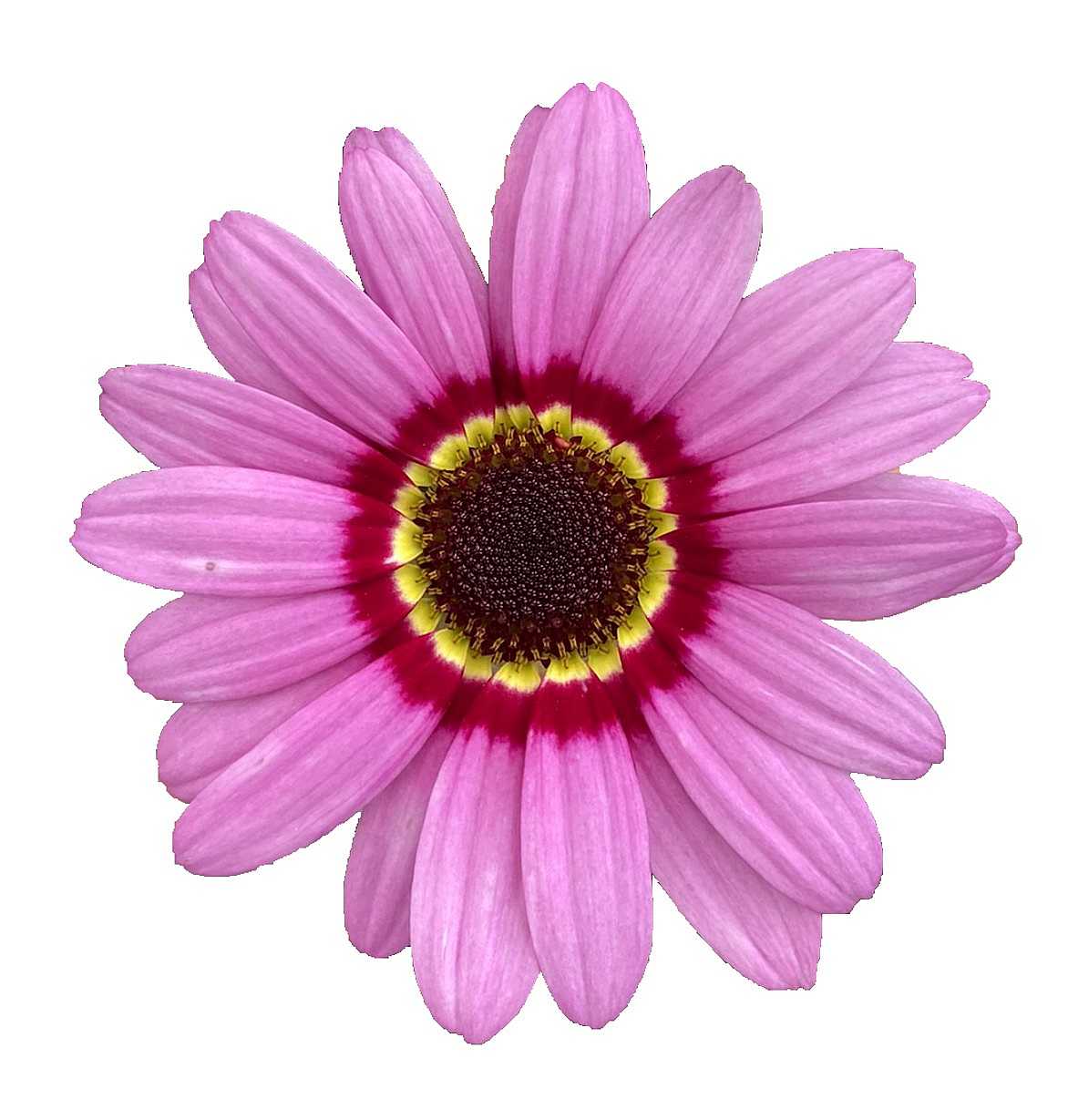 Marguerite Daisy 'Grandaisy Pink Halo' – live perennial, deer & drought resistant