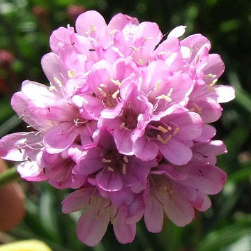 Armeria alliacea – Thrift Sea Pink