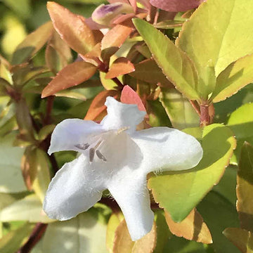ABELIA x grandiflora 'Paradise Punch' (Available Now)