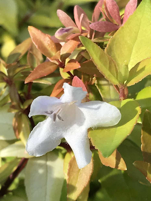 ABELIA x grandiflora 'Paradise Punch' (Available Now)
