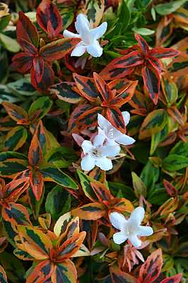 ABELIA x grandiflora 'Kaleidoscope'
