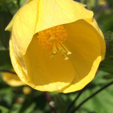 Abutilon x hybridum 'Apollo' – Flowering Maple (Chinese Lantern)